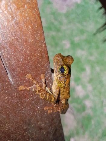 Frog in Cuyabeno