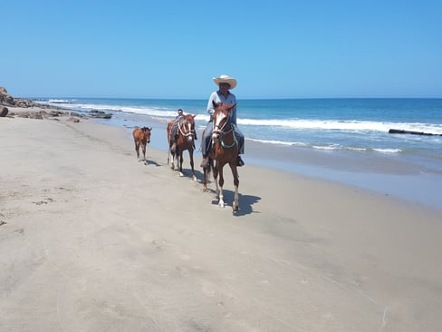 Horses on the Beach in Mancora